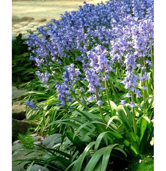 Сцилла Hispanica Blue p9, 8-10 см