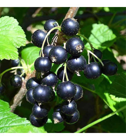 Смородина чёрная Titania Р9