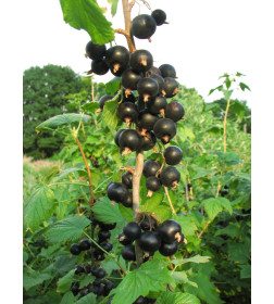 Смородина чёрная Titania Р9