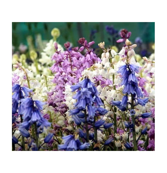 Сцилла Hispanica Mixed p9, 8-10 см