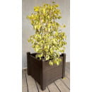 Кашпо Прованс 70 л (шоколадный)