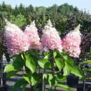 Гортензия метельчатая Baby Lace горшок Р9 20-30см