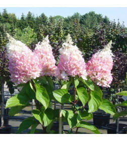 Гортензия метельчатая Baby Lace горшок Р9 20-30см
