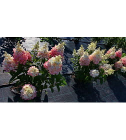 Гортензия метельчатая Baby Lace горшок Р9 20-30см