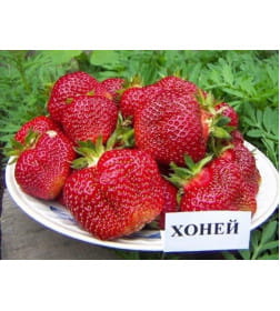 Клубника Хоней саженец в горшке Р9