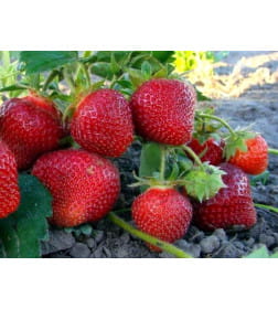 Клубника Хоней саженец в горшке Р9