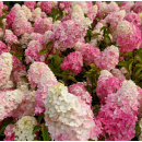 Гортензия метельчатая Fraise Melbe горшок Р9 20-30см