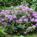 Рододендрон катевбинкий фиолетовый р9, 10-20 см