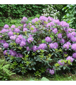 Рододендрон катевбинкий фиолетовый р9, 10-20 см