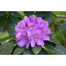 Рододендрон катевбинкий фиолетовый р9, 10-20 см