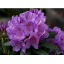 Рододендрон катевбинкий фиолетовый р9, 10-20 см