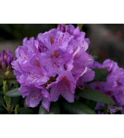 Рододендрон катевбинкий фиолетовый р9, 10-20 см