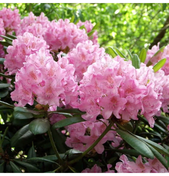 Рододендрон хельсинки юниор р9, 15-25 см