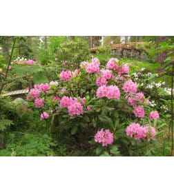 Рододендрон хельсинки юниор р9, 15-25 см