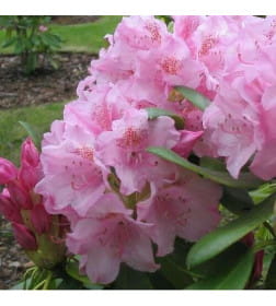 Рододендрон хельсинки юниор р9, 15-25 см