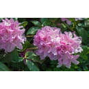Рододендрон хельсинки юниор р9, 15-25 см