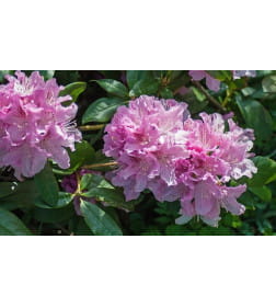 Рододендрон хельсинки юниор р9, 15-25 см