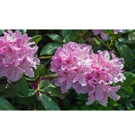 Рододендрон хельсинки юниор р9, 15-25 см