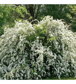 Спирея японская Woodland p9 25-40 см