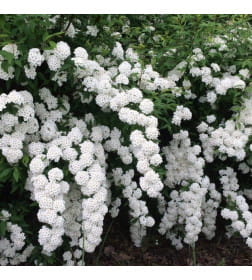 Спирея японская Woodland p9 25-40 см