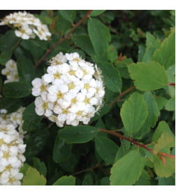 Спирея японская Woodland p9 25-40 см