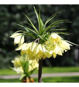 Фритиллярия Raddeana (x1) ,размер 16/+