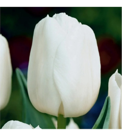 Тюльпан Antarctica (x5) ,размер 10/11