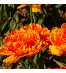 Тюльпан Monte Flame (x5) ,размер 10/11