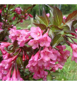 Вейгела флорида Nana Purpurea горшок Co3 50-70см