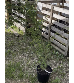 Вейгела флорида Nana Purpurea горшок Co3 50-70см