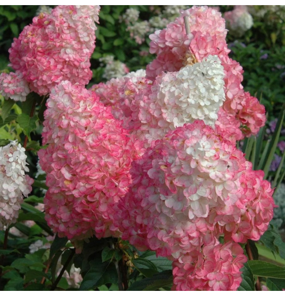 Гортензия метельчатая Pink Diamond С2 (саженец)