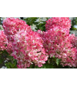 Гортензия метельчатая Pink Diamond С2 (саженец)