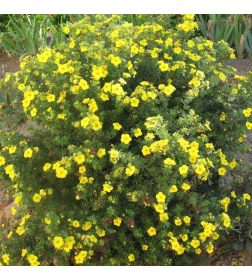 Лапчатка кустарниковая Goldstar горшок С3 20-40см