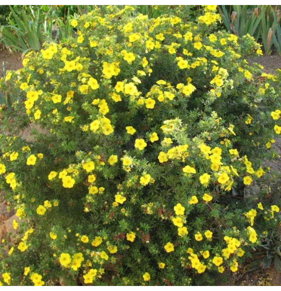 Лапчатка кустарниковая Goldstar горшок С3 20-40см