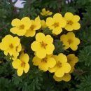 Лапчатка кустарниковая Goldstar горшок С3 20-40см