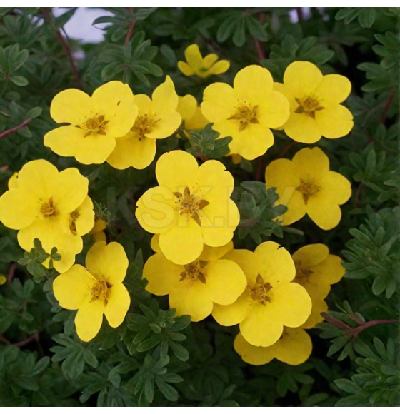 Лапчатка кустарниковая Goldstar горшок С3 20-40см