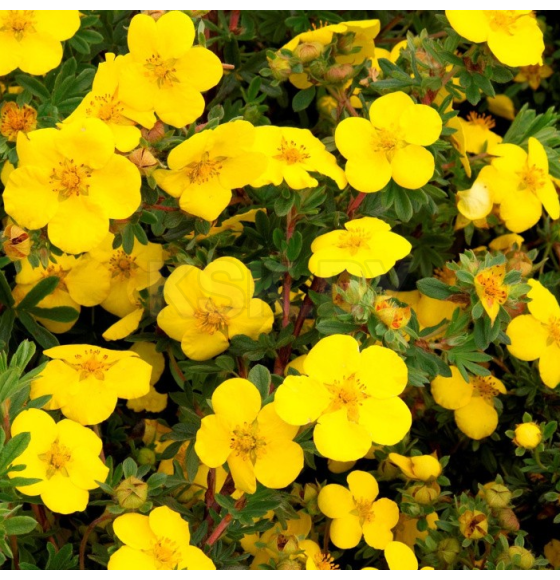 Лапчатка кустарниковая Goldstar горшок С3 20-40см