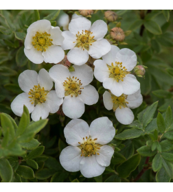 Лапчатка кустарниковая Mount Everest горшок С3 30-50см