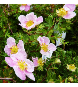 Лапчатка кустарниковая Pink Queen горшок С2-3  20-40см