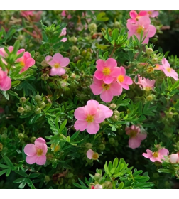 Лапчатка кустарниковая Pink Queen горшок С2-3  20-40см
