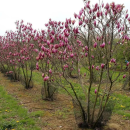 Магнолия 15-25 см, горшок С1,5