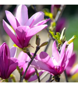 Магнолия 15-25 см, горшок С1,5