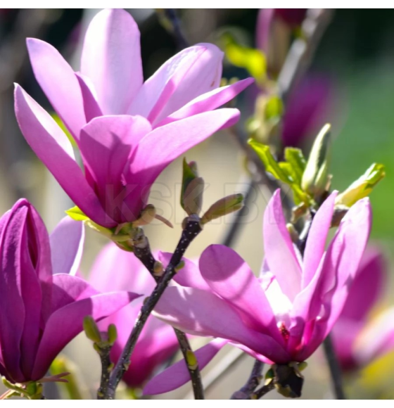 Магнолия 15-25 см, горшок С1,5