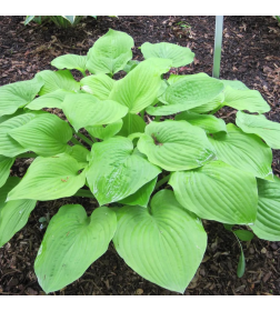 Хоста Mi-Mon р9-С1,5