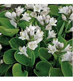 Хоста Mi-Mon р9-С1,5