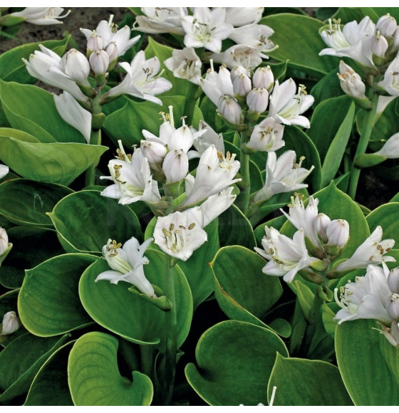 Хоста Mi-Mon р9-С1,5