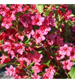 Вейгела Bristol Ruby С1,5 40-50 см