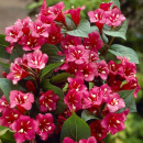 Вейгела Bristol Ruby С1,5 40-50 см