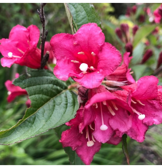 Вейгела Bristol Ruby С1,5 40-50 см