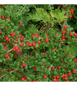 Кизильник ползучий р9